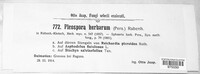 Pleospora herbarum image